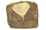 Paleocene Fossil Ginkgo Leaf - North Dakota #271086-1